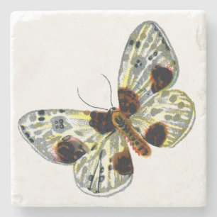 Dessous-de-verre En Pierre Abraxas sylvata - La papillon de papillon