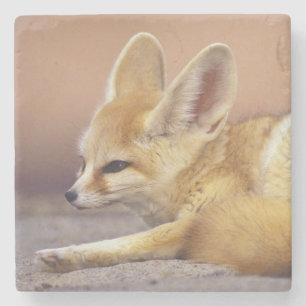 Dessous-de-verre En Pierre Afrique du Nord. Fennec Fennecus zerda)