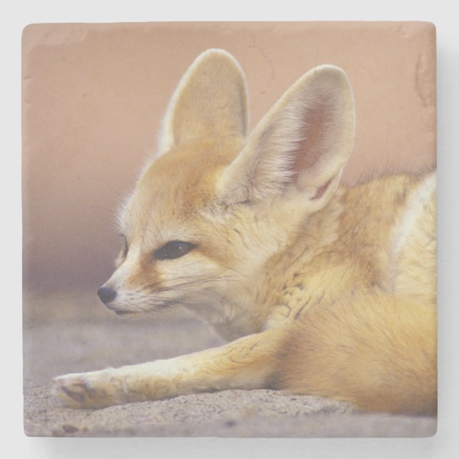 Dessous-de-verre En Pierre Afrique du Nord. Fennec Fennecus zerda) (Devant)