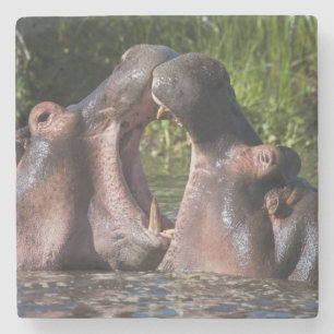 Dessous-de-verre En Pierre Afrique. Tanzanie. Hippopotame en combat