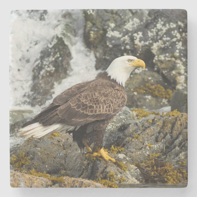 Dessous-de-verre En Pierre Aigle à tête blanche (Devant)