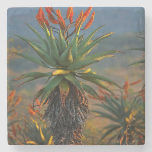 Dessous-de-verre En Pierre Aloès des montagnes (Aloe Marlothii Berger) 2