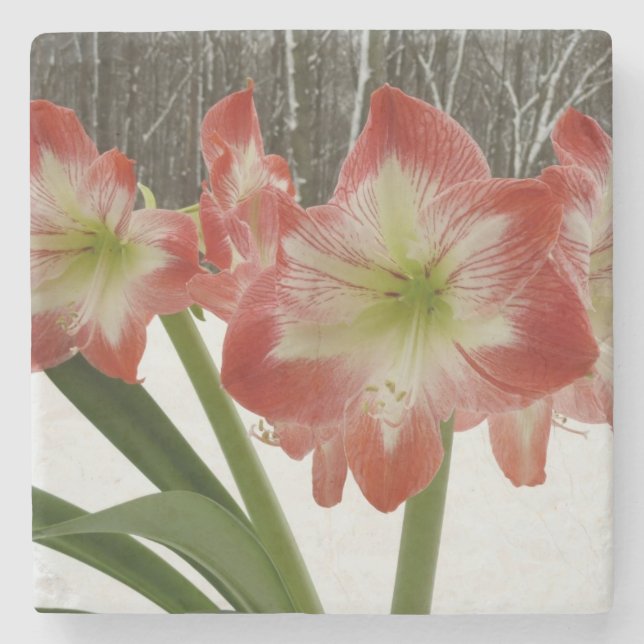 Dessous-de-verre En Pierre Amaryllis en Fête Rouge Neige Hiver Floral (Devant)