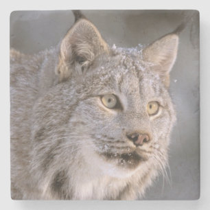 Dessous-de-verre En Pierre Amérique du Nord, États-Unis, Alaska, Haines. Lynx