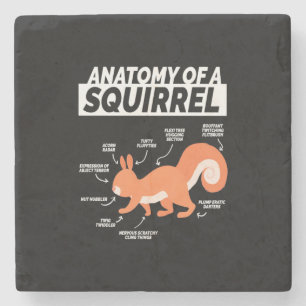 Dessous-de-verre En Pierre Anatomie D'Un Écureuil