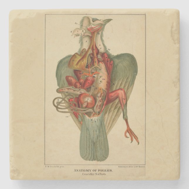 Dessous-de-verre En Pierre Anatomie d'un pigeon (Devant)
