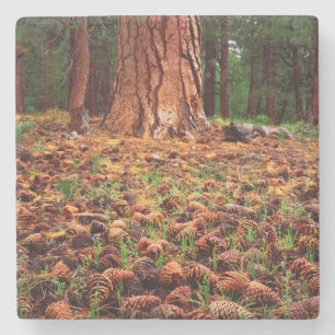 Dessous-de-verre En Pierre Ancien arbre de Ponderosa aux cônes de pins