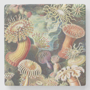 Dessous-de-verre En Pierre Anémones de mer de Haeckel Collage d'art de vie na