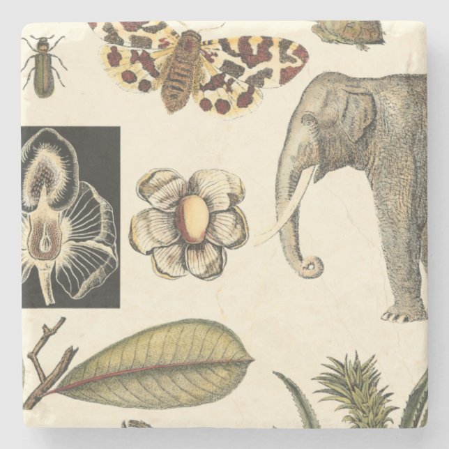 Dessous-de-verre En Pierre Animaux agressés peints sur Arrière - plan de crèm (Devant)