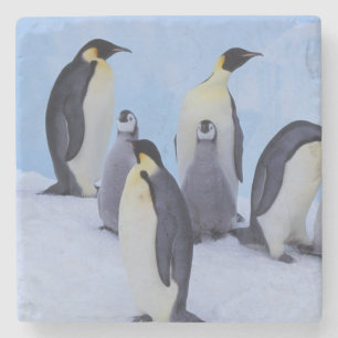Dessous-de-verre En Pierre Antarctique, Manchots empereurs