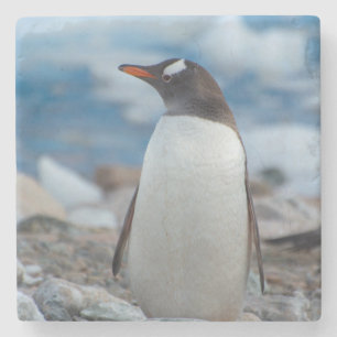 Dessous-de-verre En Pierre Antarctique. Port Neko. Manchot papou
