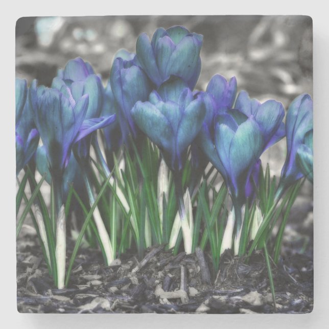 Dessous-de-verre En Pierre Aqua Blue Crocus Blooms (Devant)