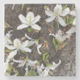 Dessous-de-verre En Pierre Arbre