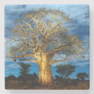Dessous-de-verre En Pierre Arbre Baobab (Adansonia) éclairé par la lune
