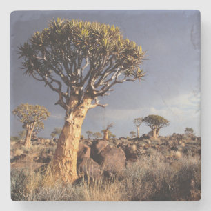 Dessous-de-verre En Pierre Arbres à carquois (Aloe Dichotoma)