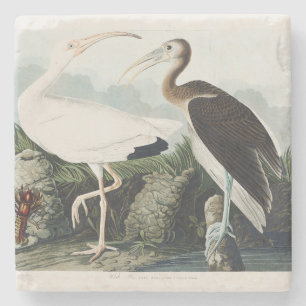 Dessous-de-verre En Pierre Art de la nature de l'Ibis blanc d'Audubon vintage