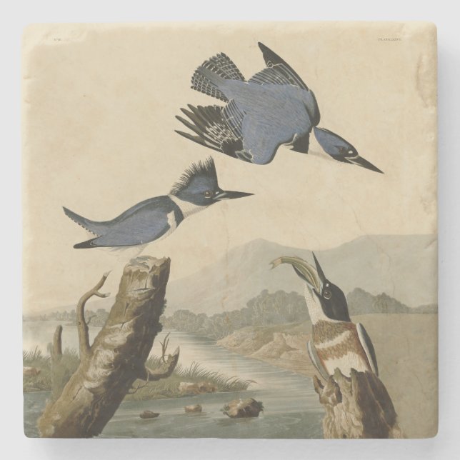 Dessous-de-verre En Pierre Audubon Belted Kingfisher Wildlife Bird (Devant)
