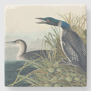 Dessous-de-verre En Pierre Audubon Bird Loon Diver Classic