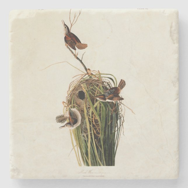 Dessous-de-verre En Pierre Audubon Marsh Wren Bird Art (Devant)