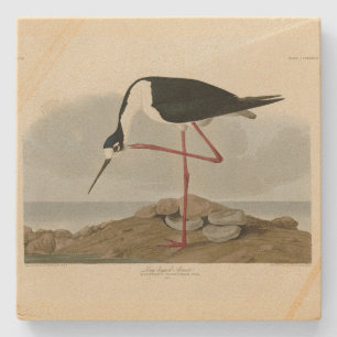 Dessous-de-verre En Pierre Avocet à pattes longues des oiseaux d'Amérique d'A