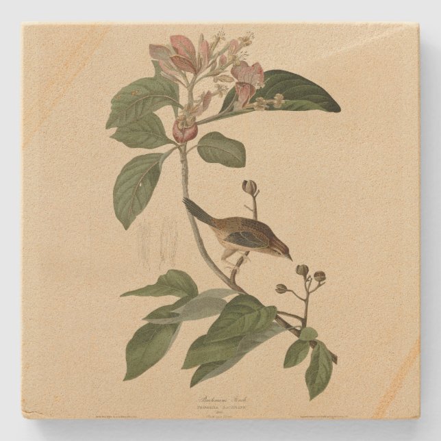 Dessous-de-verre En Pierre Bachman's Finch (Sparrow) Audubon Birds of America (Devant)