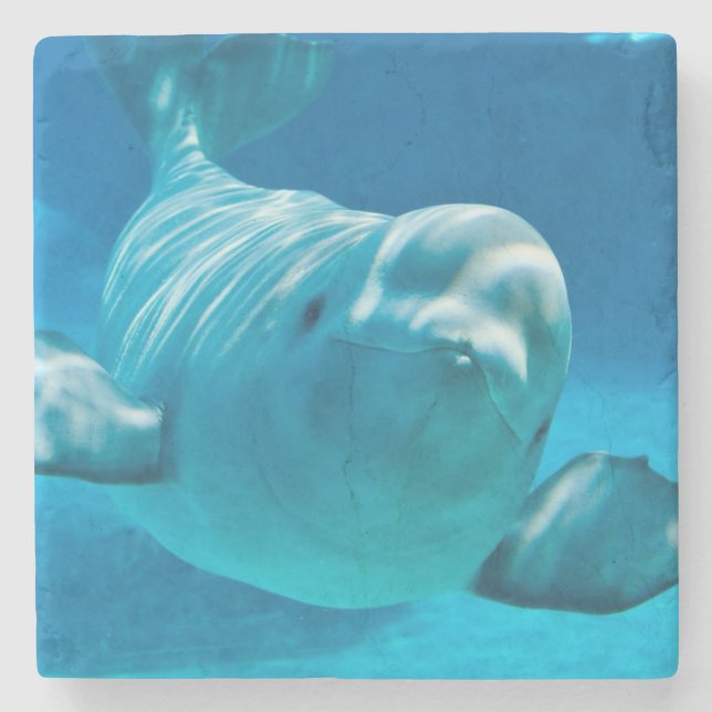 Dessous-de-verre En Pierre Baleine de beluga (Devant)