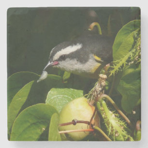 Dessous-de-verre En Pierre Bananaquit Bird Mange Photographie tropicale