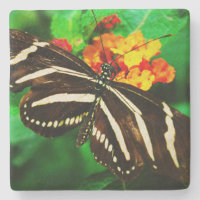 Bandes blanches noires photo papillon zèbre