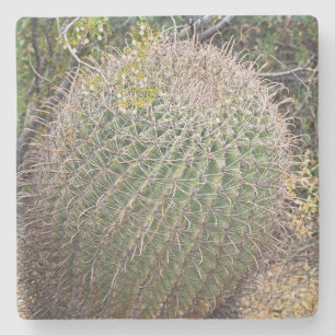 Dessous-de-verre En Pierre Baril cactus dans le désert, Arizona, dessous de v