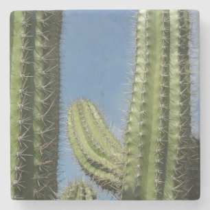 Dessous-de-verre En Pierre Barrel Cactus I Desert Photo