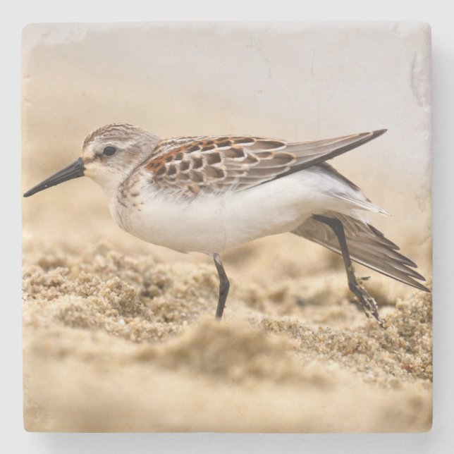 Dessous-de-verre En Pierre Beau bécasseau dans le sable (Devant)