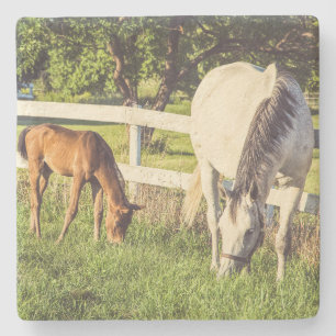 Dessous-de-verre En Pierre Beau cheval et poulain pâturage vert