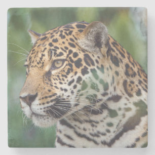 Dessous-de-verre En Pierre Beau Jaguar dans la nature