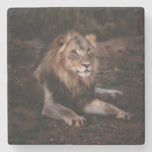 Dessous-de-verre En Pierre Beau Lion de repos dans la nature