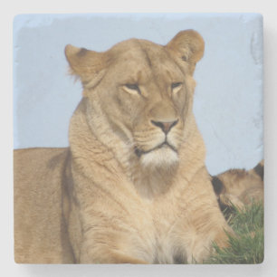 Dessous-de-verre En Pierre Beau Lion reposant dans la nature