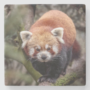 Dessous-de-verre En Pierre Beau Panda rouge sur une branche
