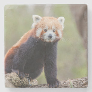 Dessous-de-verre En Pierre Beau Panda Rouge sur une Branche