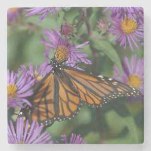 Dessous-de-verre En Pierre Beau Papillon Monarque sur une Fleur Violette