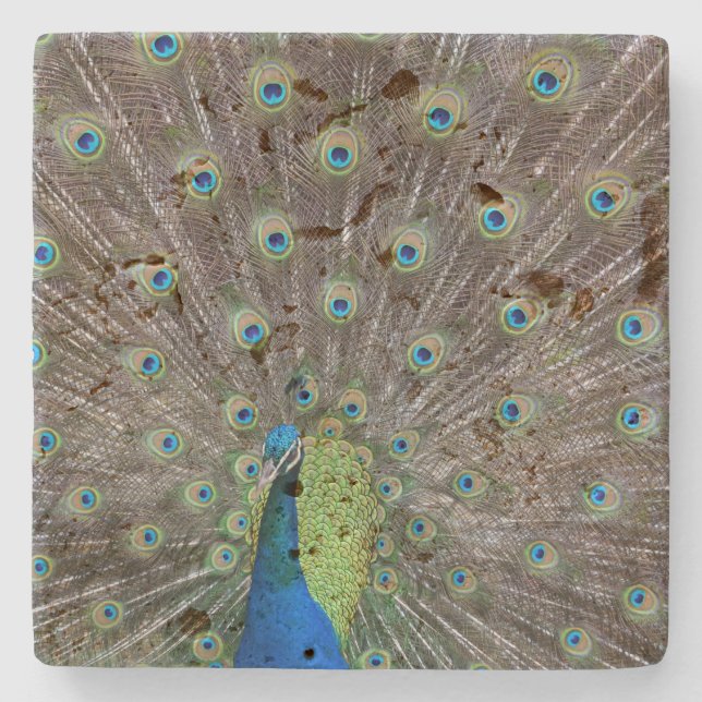 Dessous-de-verre En Pierre Beau Peacock (Devant)