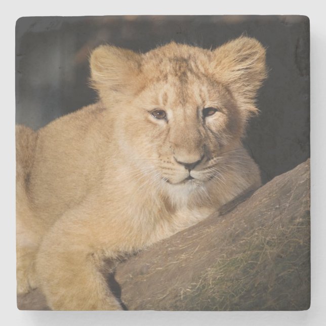Dessous-de-verre En Pierre Bébé Lion (Devant)