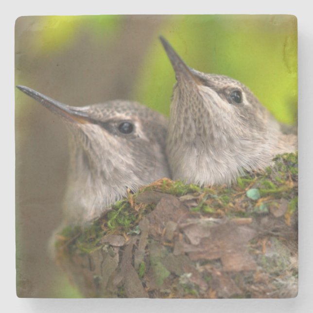Dessous-de-verre En Pierre Bébés colibris (Devant)