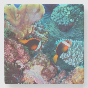 Dessous-de-verre En Pierre Belle barrière de corail avec poissons