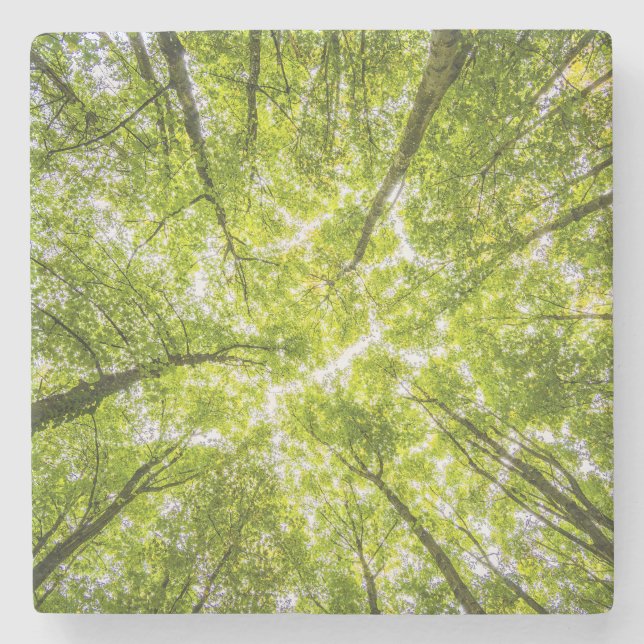 Dessous-de-verre En Pierre Belle forêt verte (Devant)