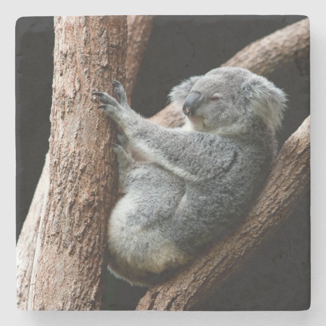 Dessous-de-verre En Pierre Belle ours Koala dans un arbre (Devant)