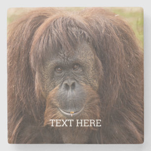 Dessous-de-verre En Pierre Belle photographie de Borneo Orangutan