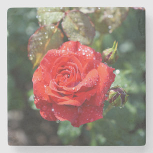 Dessous-de-verre En Pierre Belle Rose Rouge avec Gouttes d'Eau
