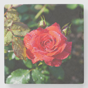 Dessous-de-verre En Pierre Belle Rose Rouge avec Gouttes d'Eau