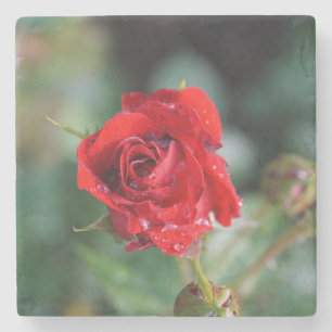 Dessous-de-verre En Pierre Belle Rose Rouge avec Gouttes d'Eau