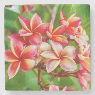 Dessous-de-verre En Pierre Belles fleurs de la Plumeria