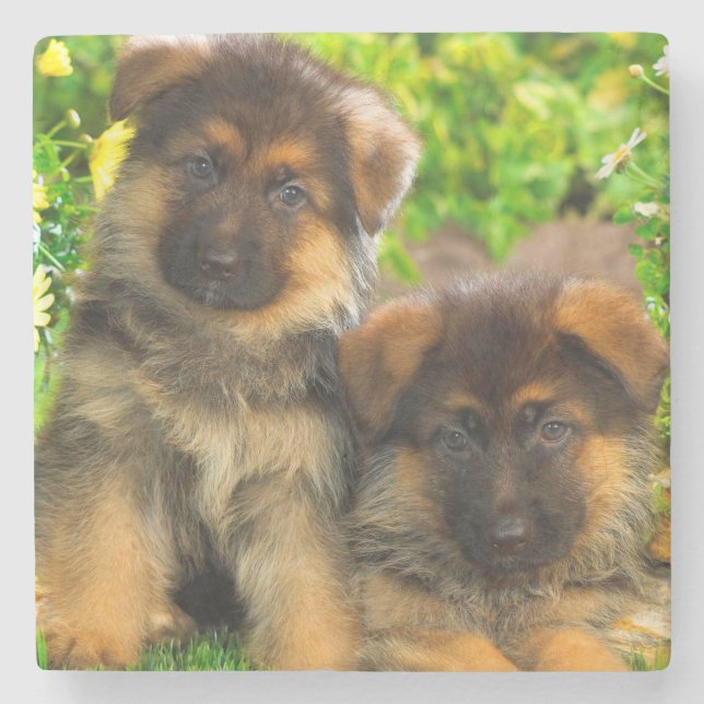 Dessous-de-verre En Pierre Bergers allemands (Devant)